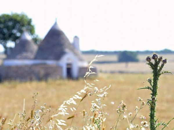 Trulli houses in the fields at summertime