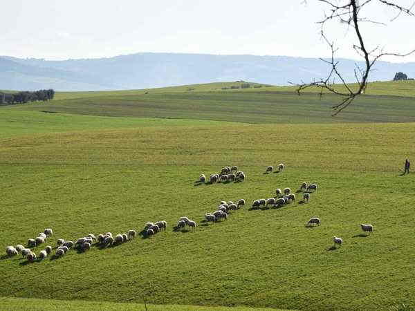 Daunia Landschaft