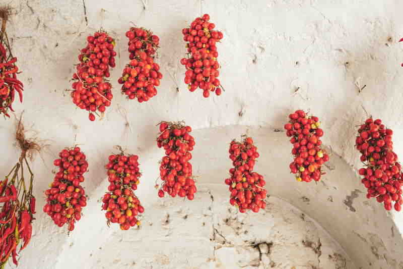hängende Piennolo-Tomaten in Italien