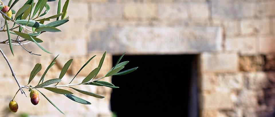 olives and leaves of an olove oil tree in Puglia