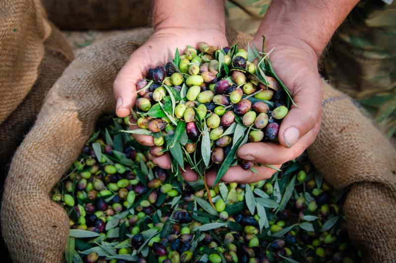 collecting olives at harvest time in Puglia