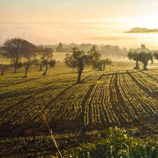 olive farms