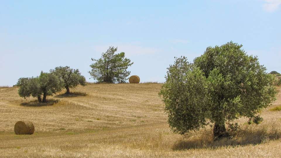 olive oil tree fields in Puglia