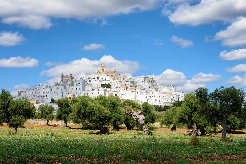 View of Ostuni historic center from the countryside dotted with ancient olive trees