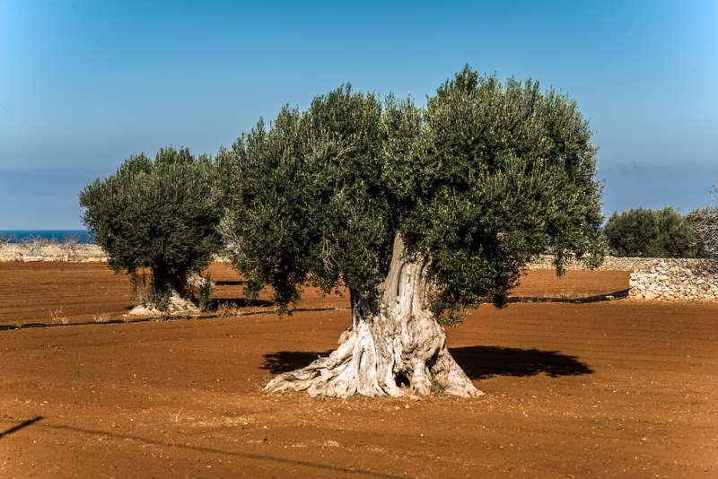Olive trees in the countryside of Polignano a Mare