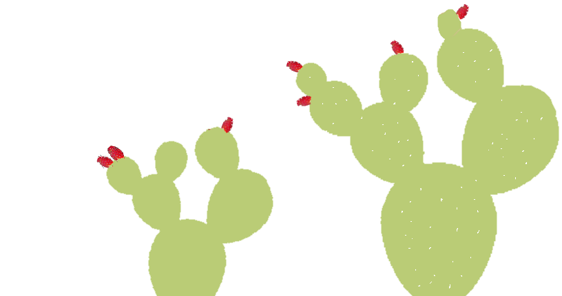 prickly pears sketch