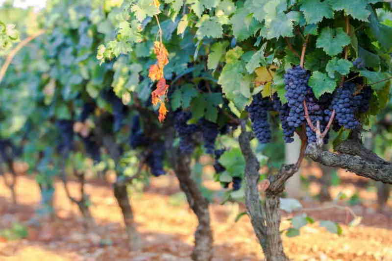 vineyards of red wine grape